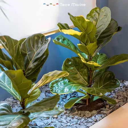 Blue Perlage, Terre Marine