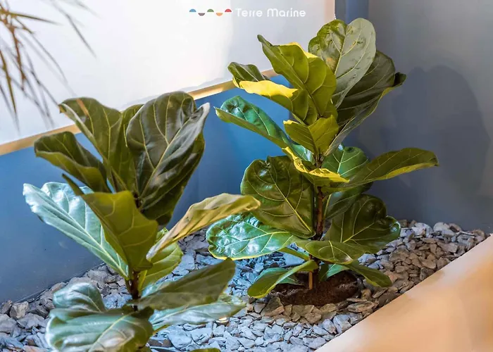 Blue Perlage, Terre Marine